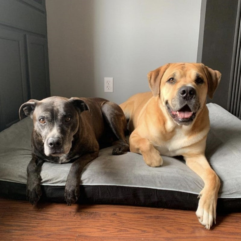 Orthopedic Memory Foam Dog Bed Large